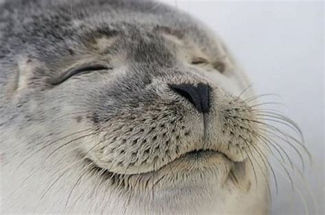 seal meme face|happy seal meme.